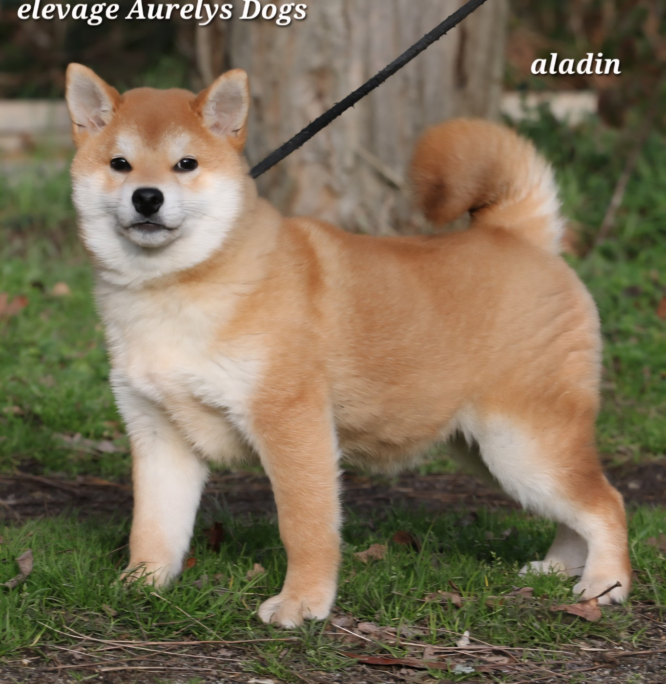 Aurely's Dogs - Chiots disponibles - Shiba