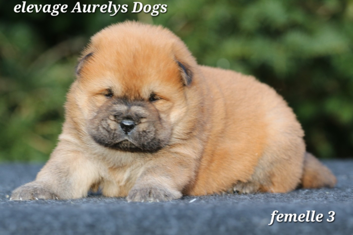 Aurely's Dogs - Chiots disponibles - Chow Chow