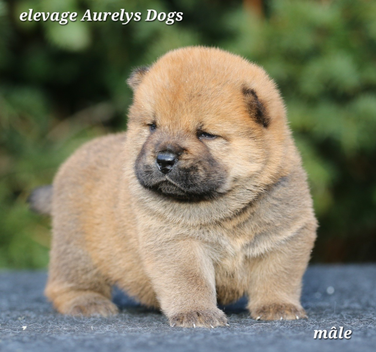 Aurely's Dogs - Chiots disponibles - Chow Chow