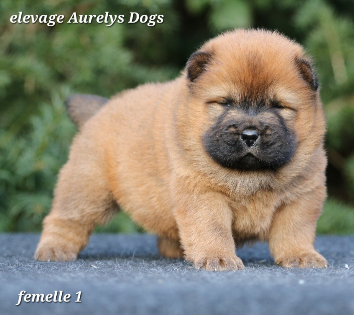 Chiot Chow Chow Aurely's Dogs