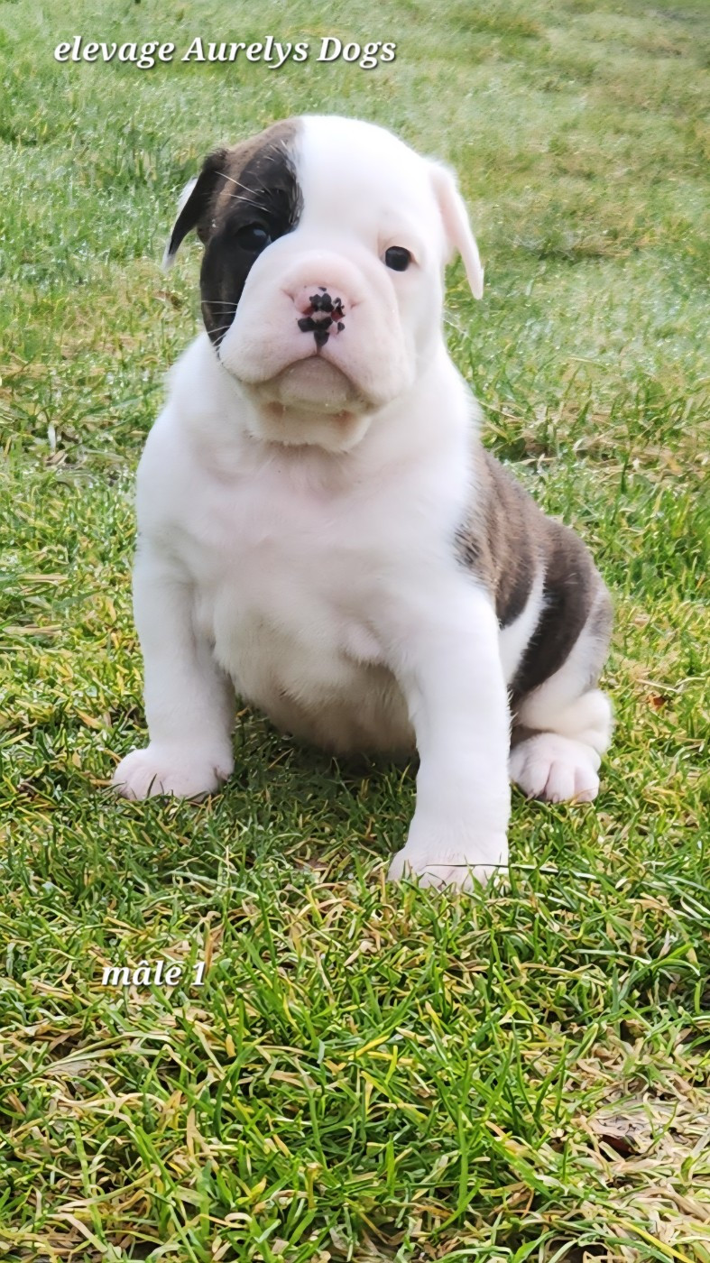 Aurely's Dogs - Chiots disponibles - Bulldog continental