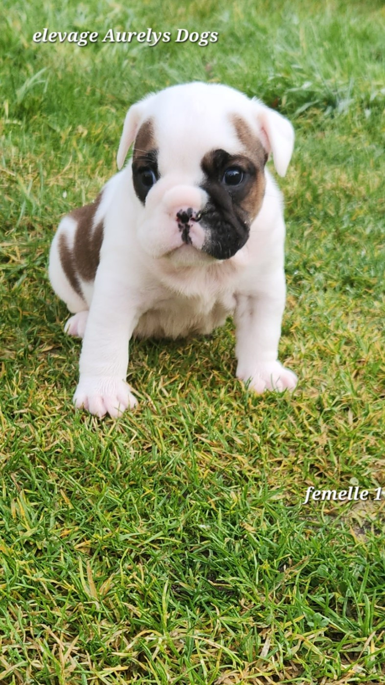 Chiot Bulldog continental Aurely's Dogs