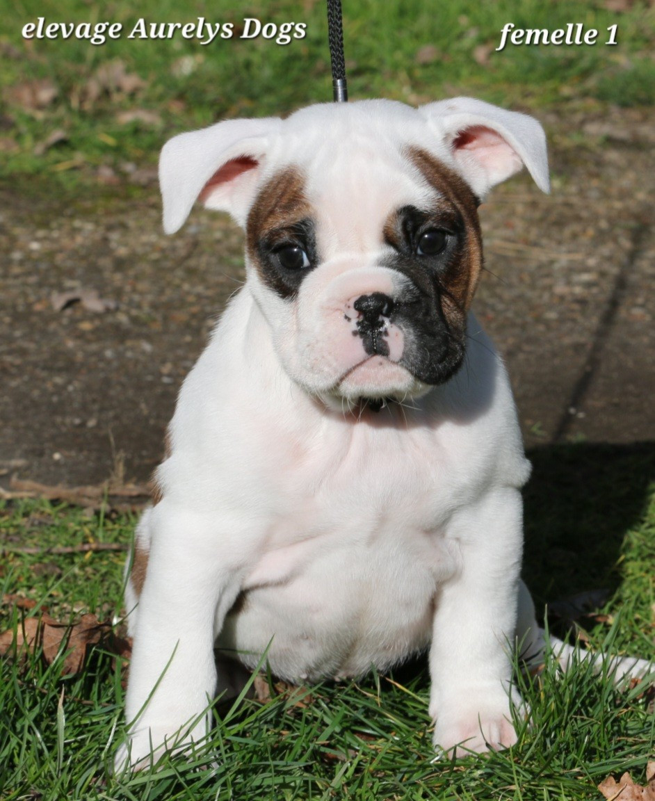Chiot Bulldog continental Aurely's Dogs
