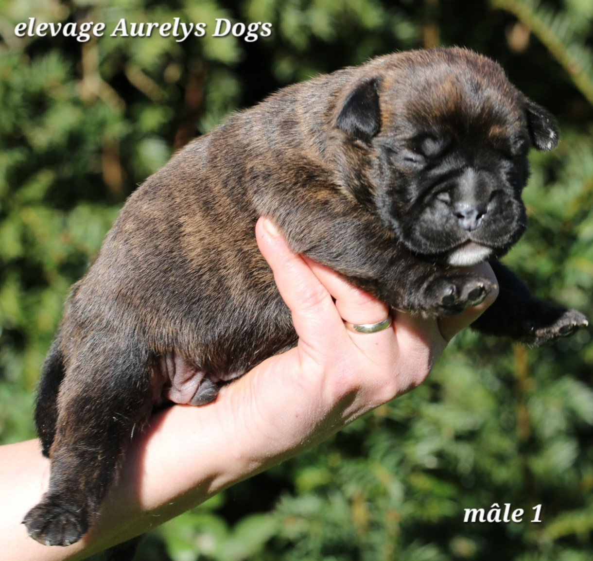 Aurely's Dogs - Chiots disponibles - Bulldog continental
