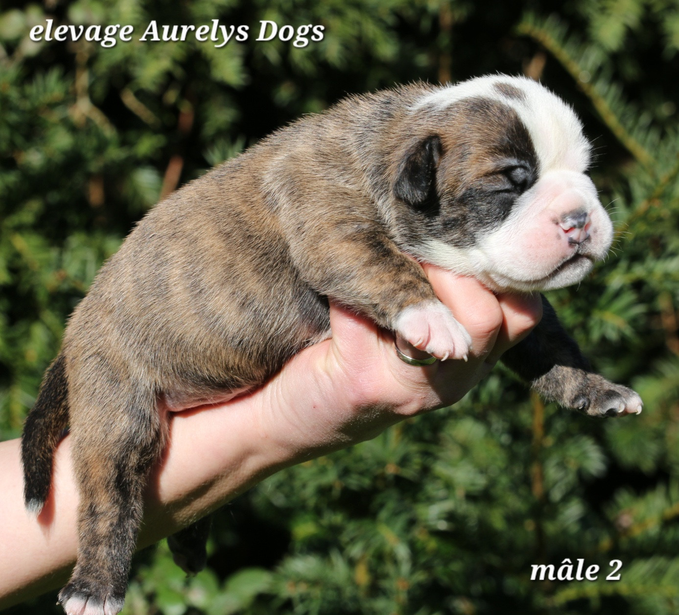 Aurely's Dogs - Chiots disponibles - Bulldog continental