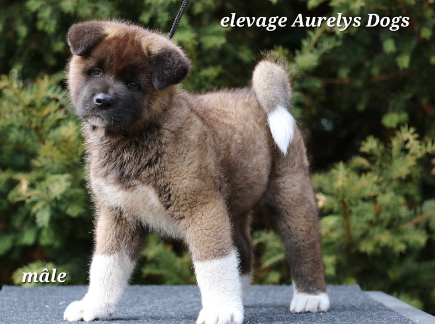 Aurely's Dogs - Chiots disponibles - Akita americain
