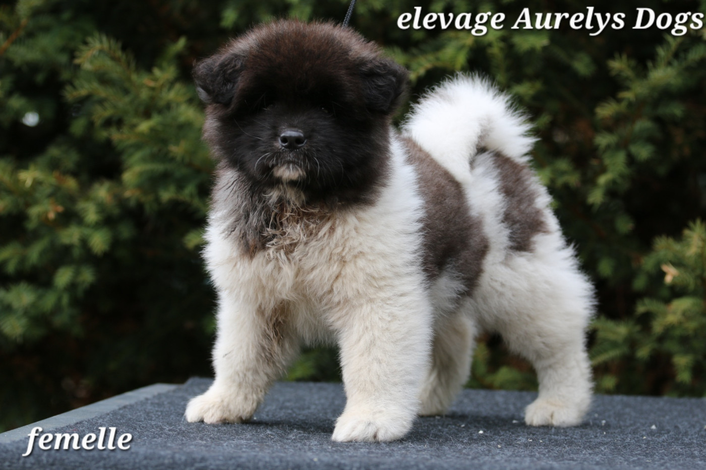 Aurely's Dogs - Chiots disponibles - Akita americain