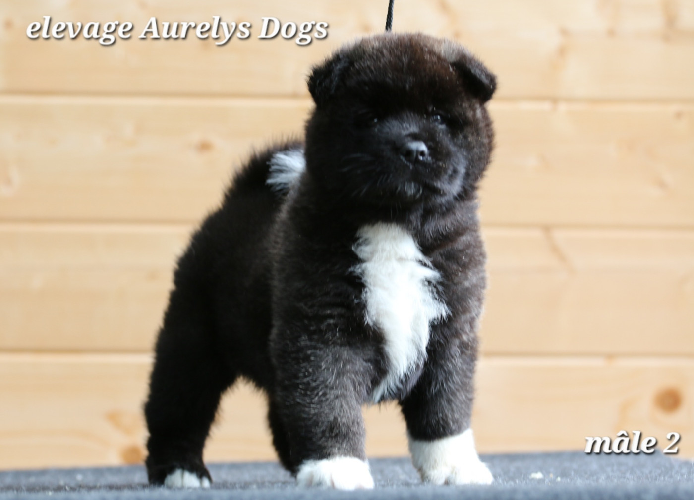 Chiot Akita americain Aurely's Dogs