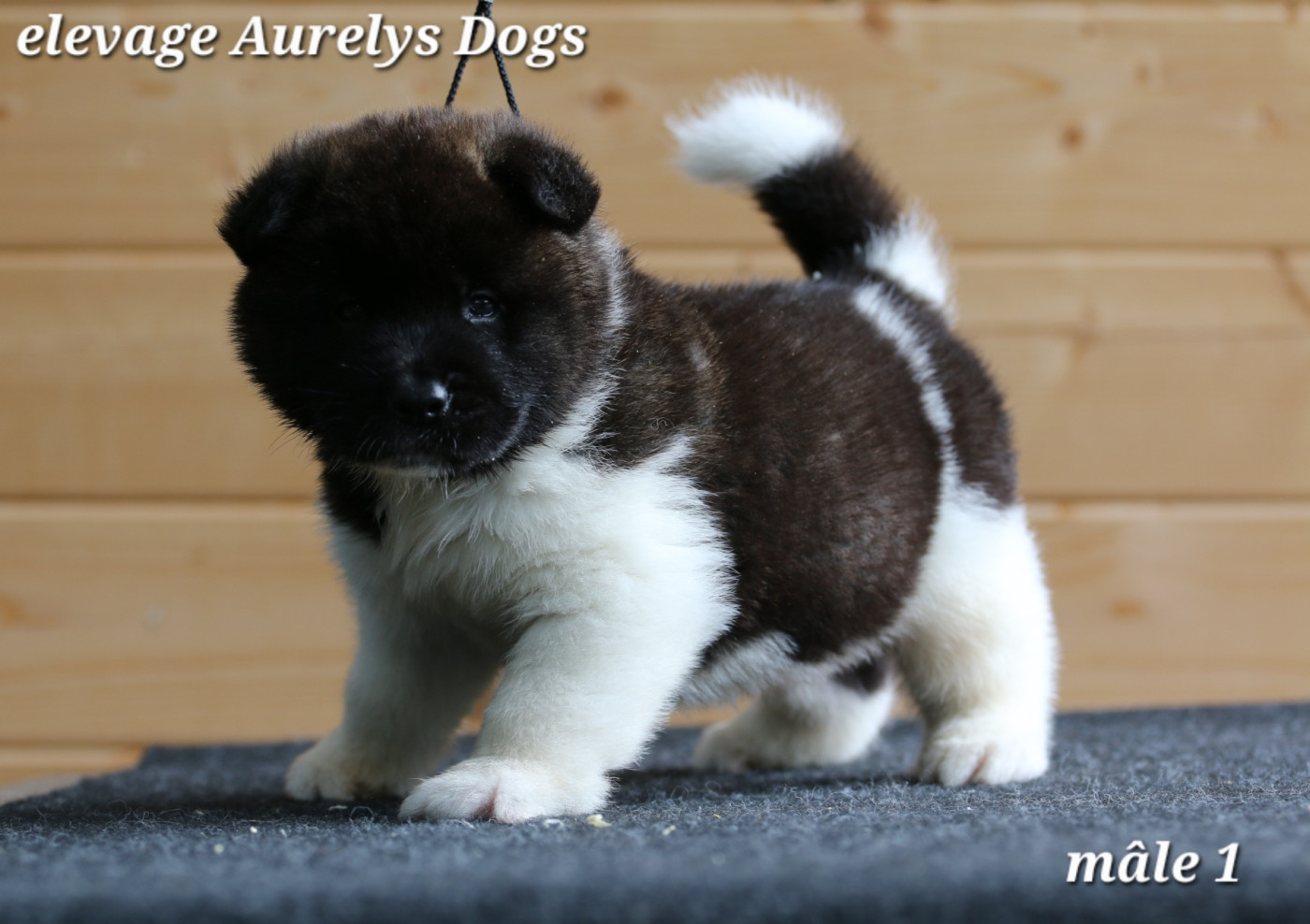 Aurely's Dogs - Chiots disponibles - Akita americain