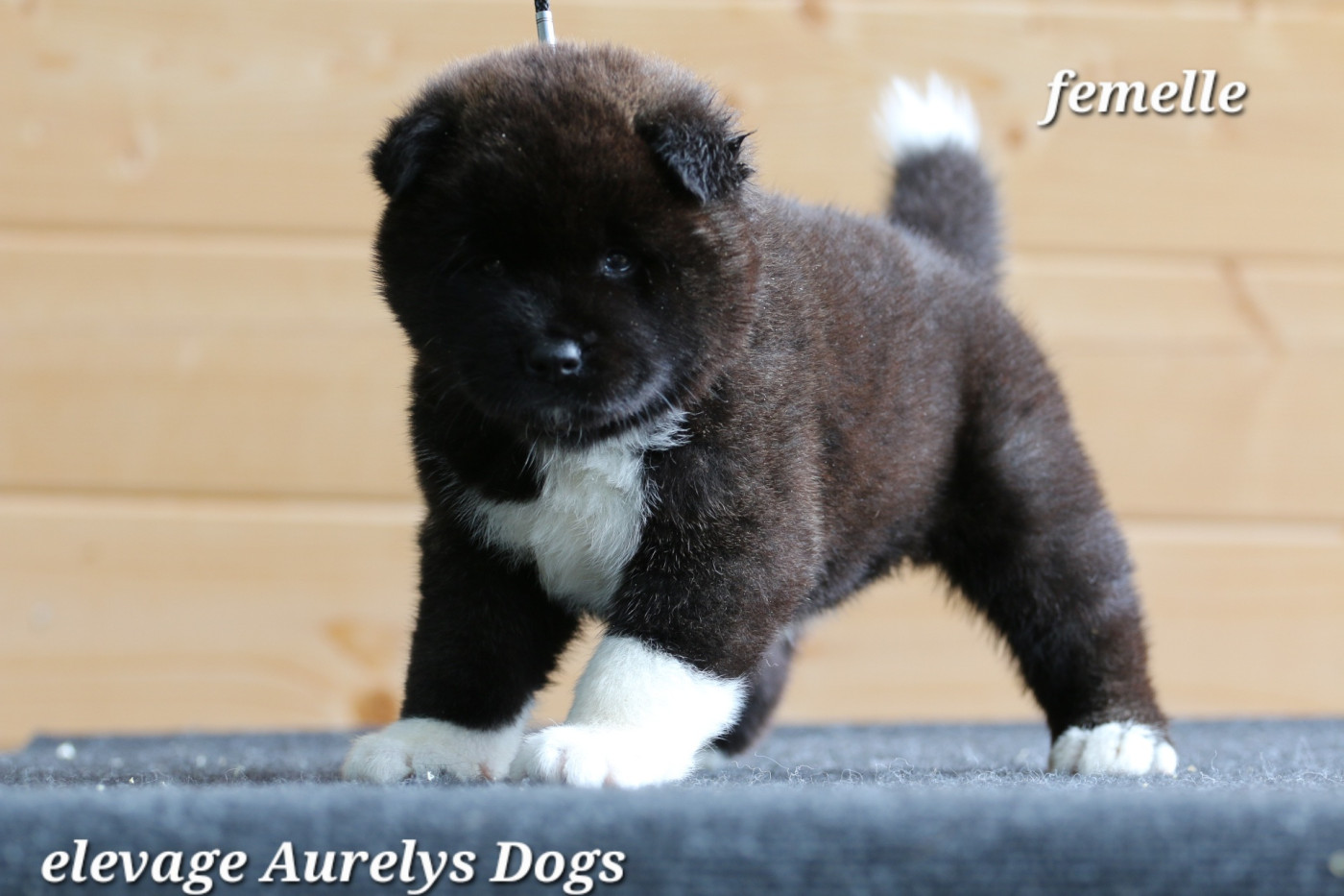 Aurely's Dogs - Chiots disponibles - Akita americain