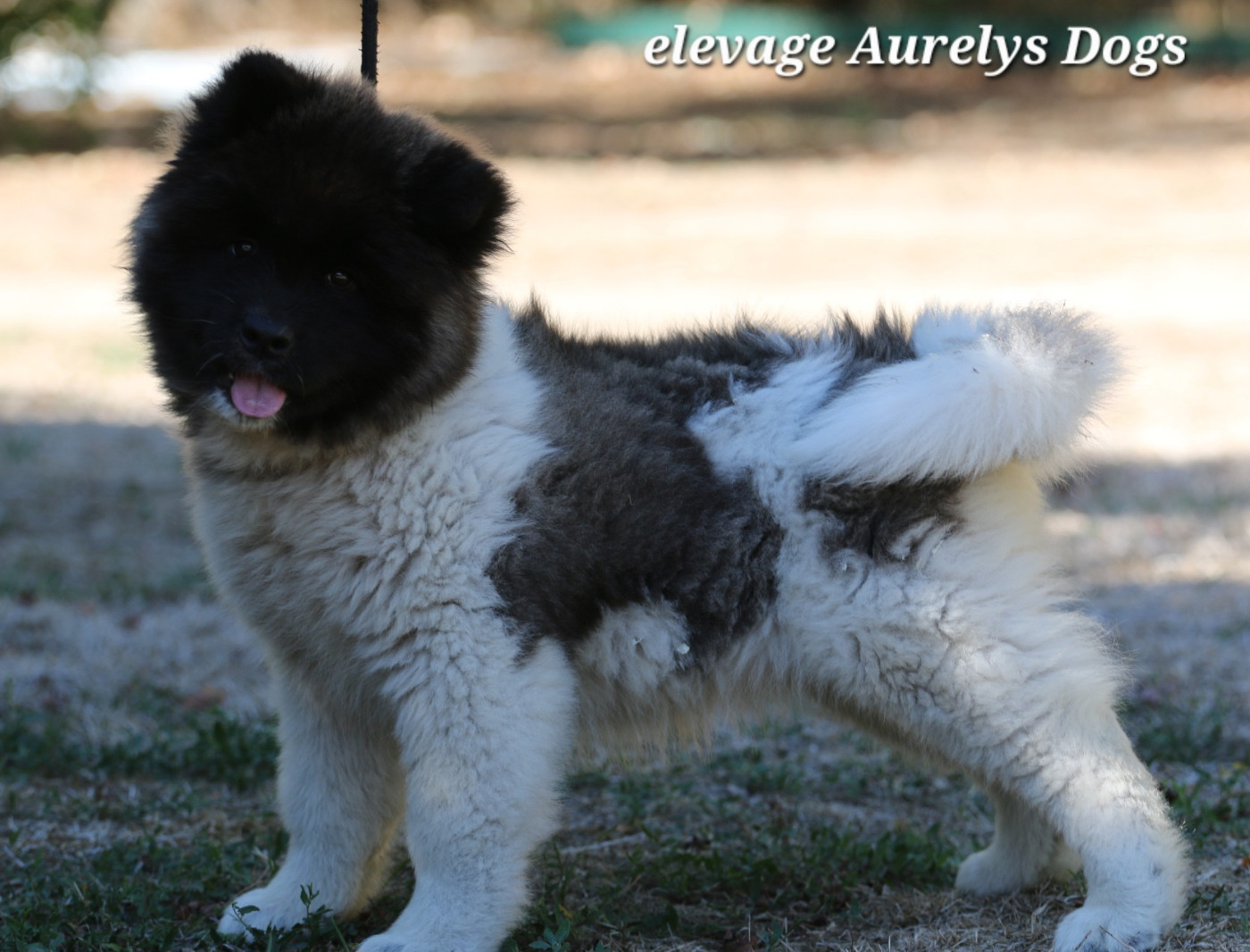 Aurely's Dogs - Chiots disponibles - Akita americain