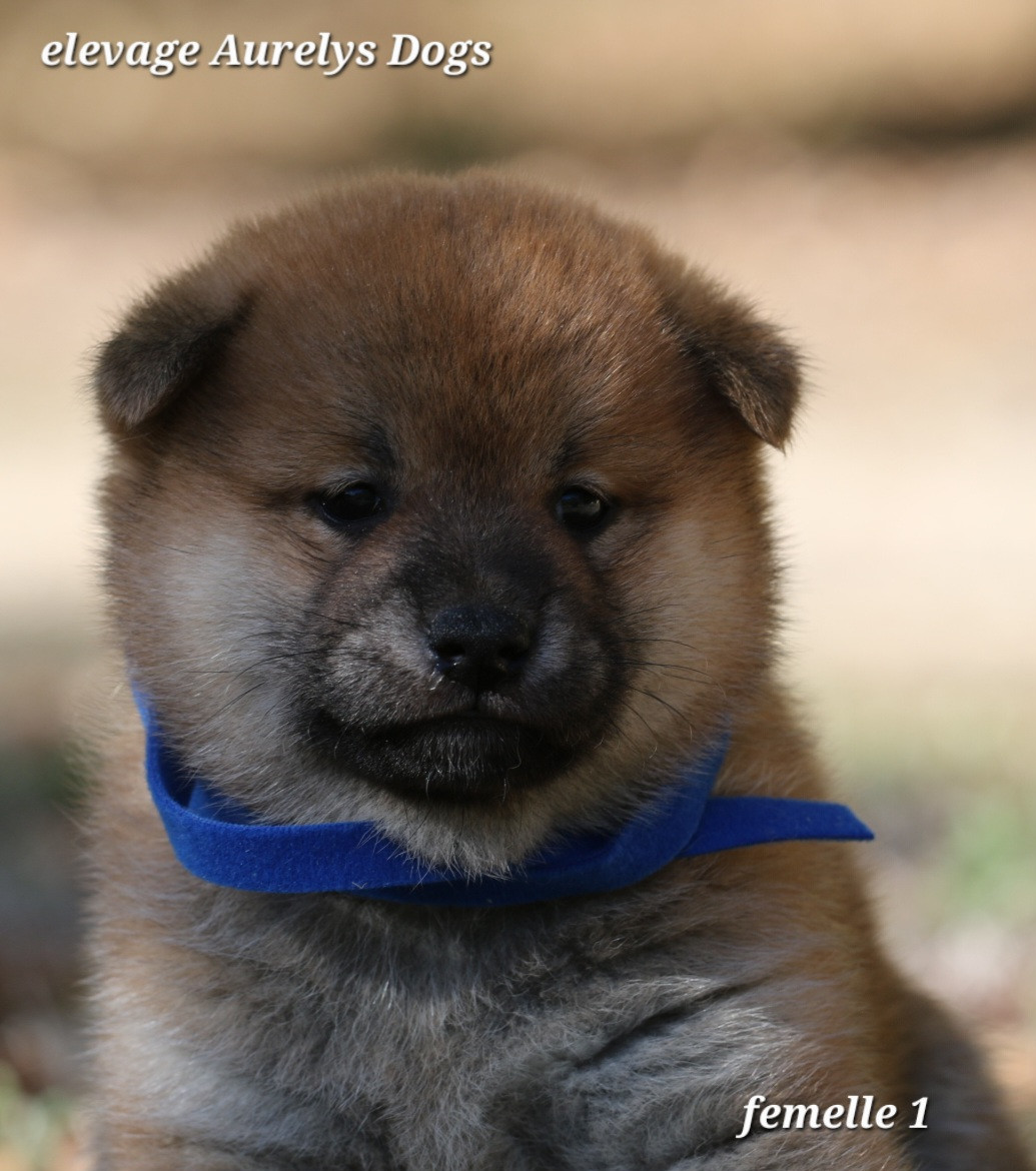 Aurely's Dogs - Chiots disponibles - Shiba