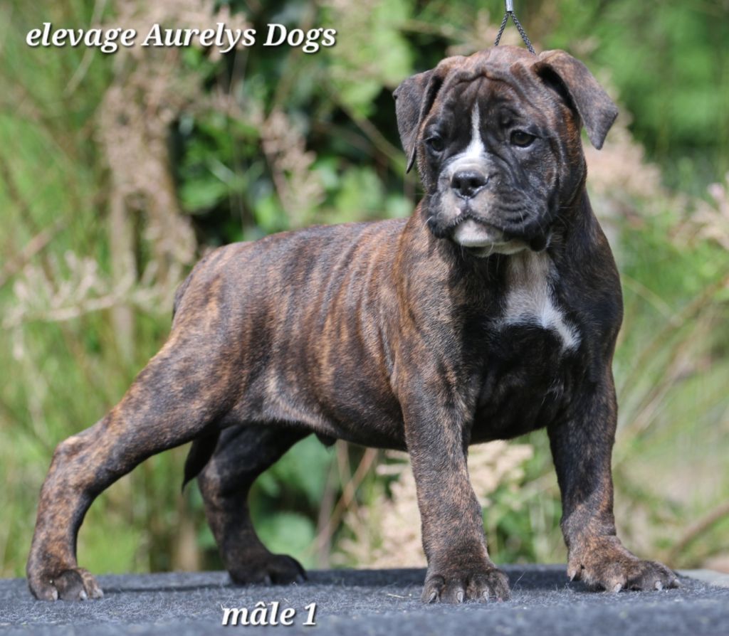 Aurely's Dogs - Chiots disponibles - Bulldog continental