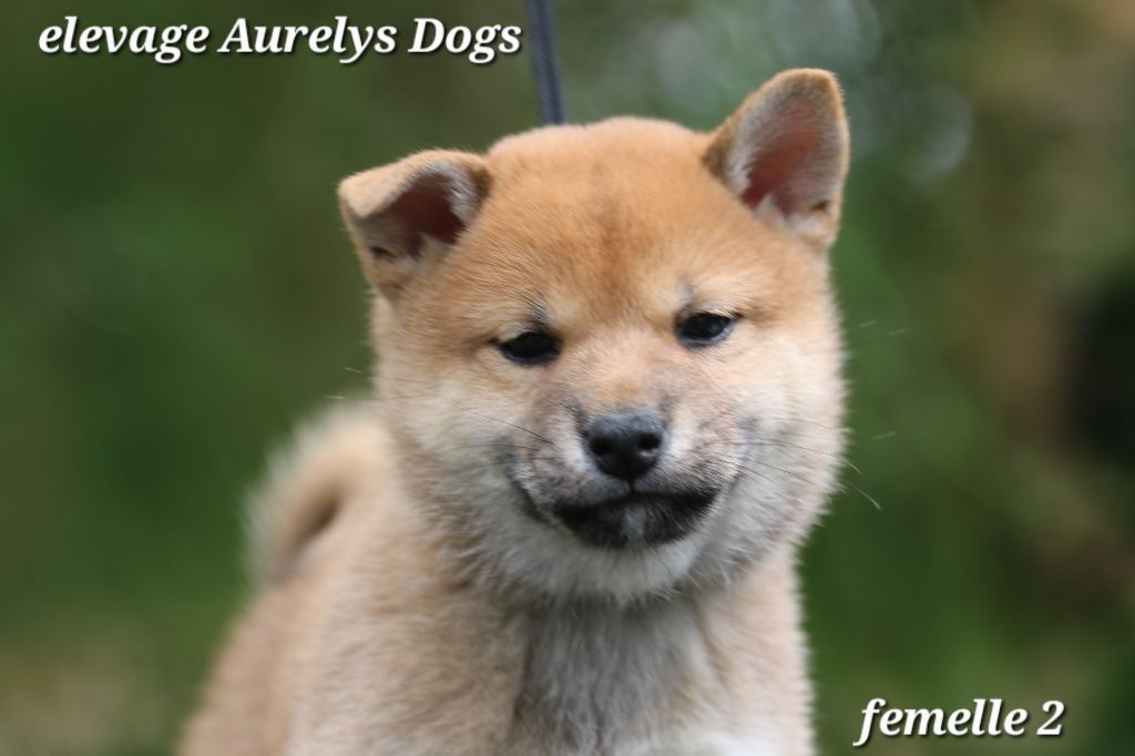 Aurely's Dogs - Chiots disponibles - Shiba