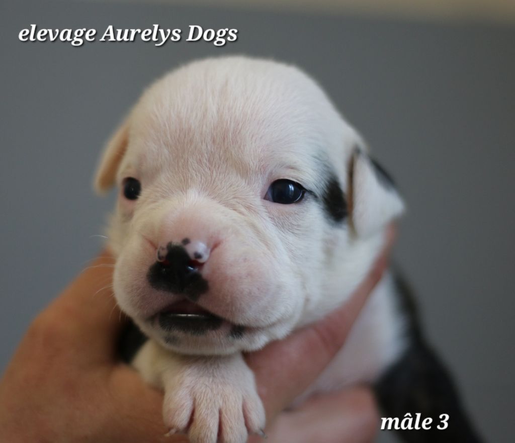 Aurely's Dogs - Chiots disponibles - Bulldog continental