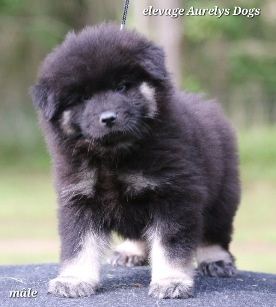 Aurely's Dogs - Chiots disponibles - Eurasier