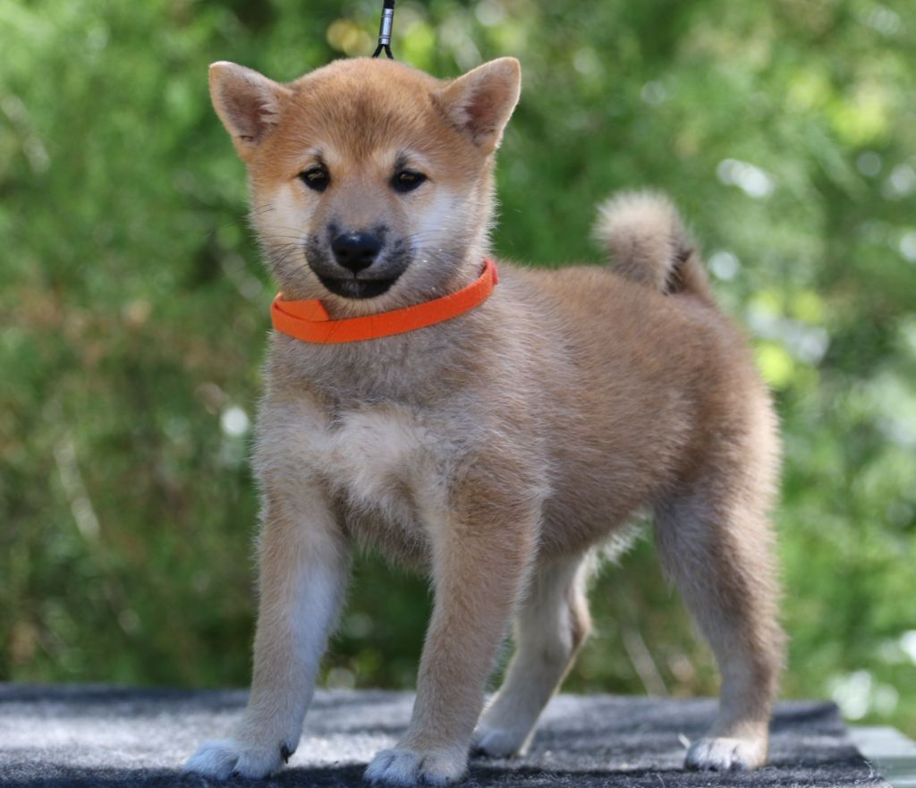 Aurely's Dogs - Chiots disponibles - Shiba