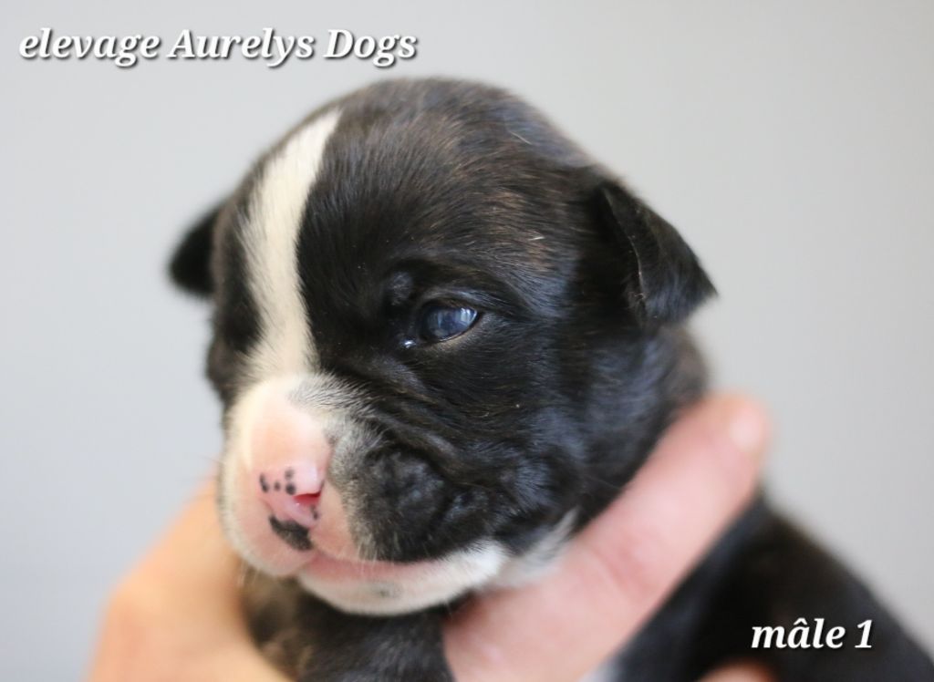 Aurely's Dogs - Chiots disponibles - Bulldog continental