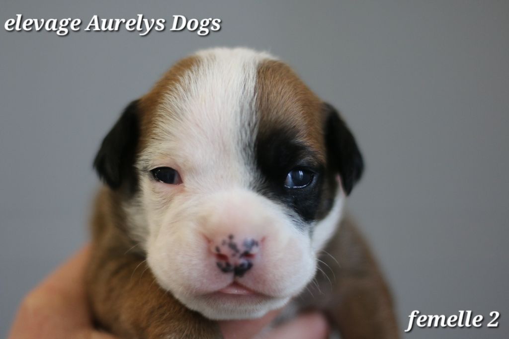 Aurely's Dogs - Chiots disponibles - Bulldog continental