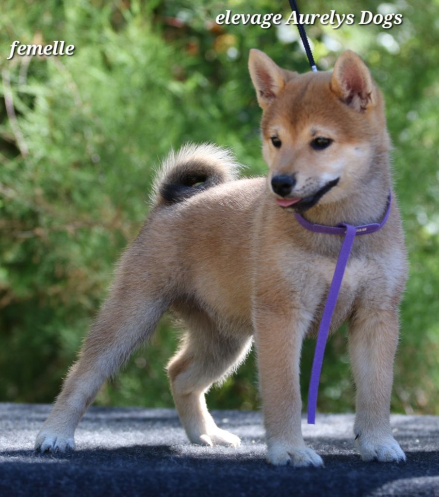 Aurely's Dogs - Chiots disponibles - Shiba