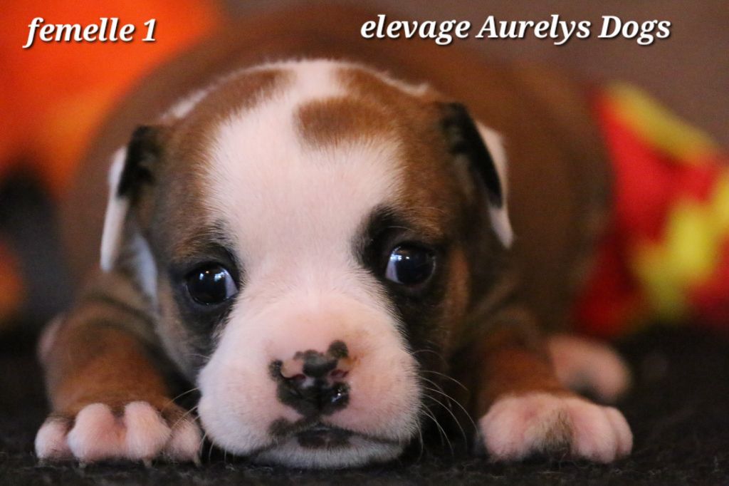 Aurely's Dogs - Chiots disponibles - Bulldog continental