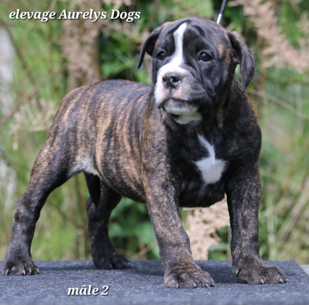Aurely's Dogs - Chiots disponibles - Bulldog continental