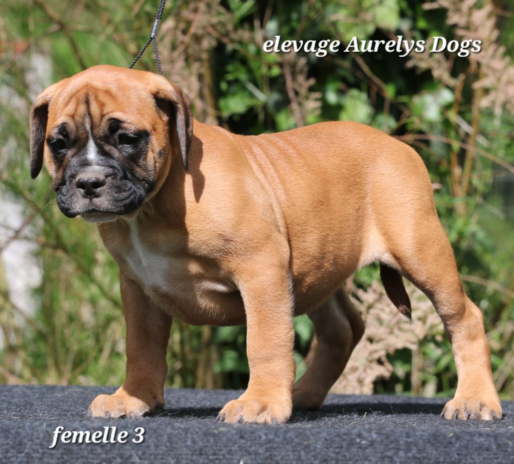 Aurely's Dogs - Chiots disponibles - Bulldog continental