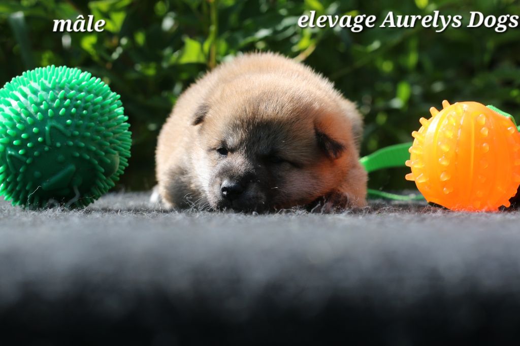 Aurely's Dogs - Chiots disponibles - Shiba