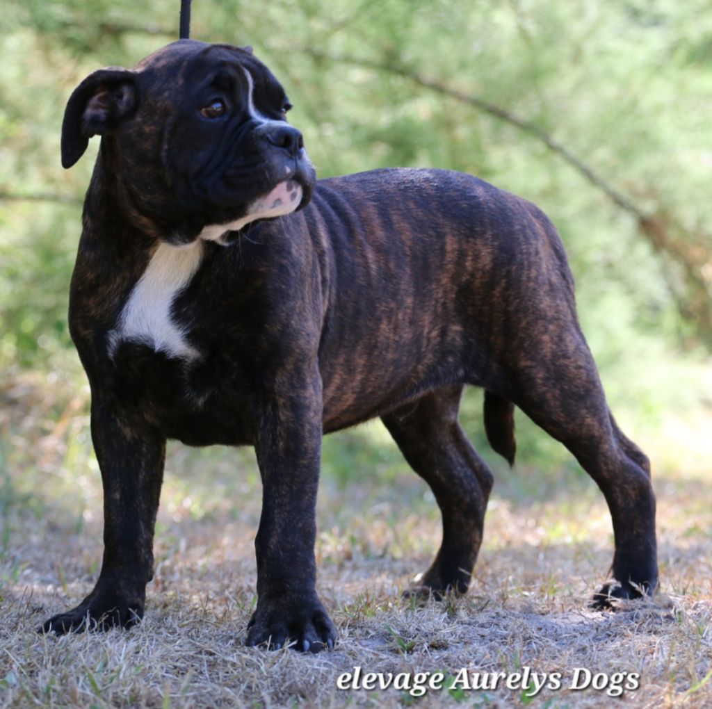 Aurely's Dogs - Chiots disponibles - Bulldog continental