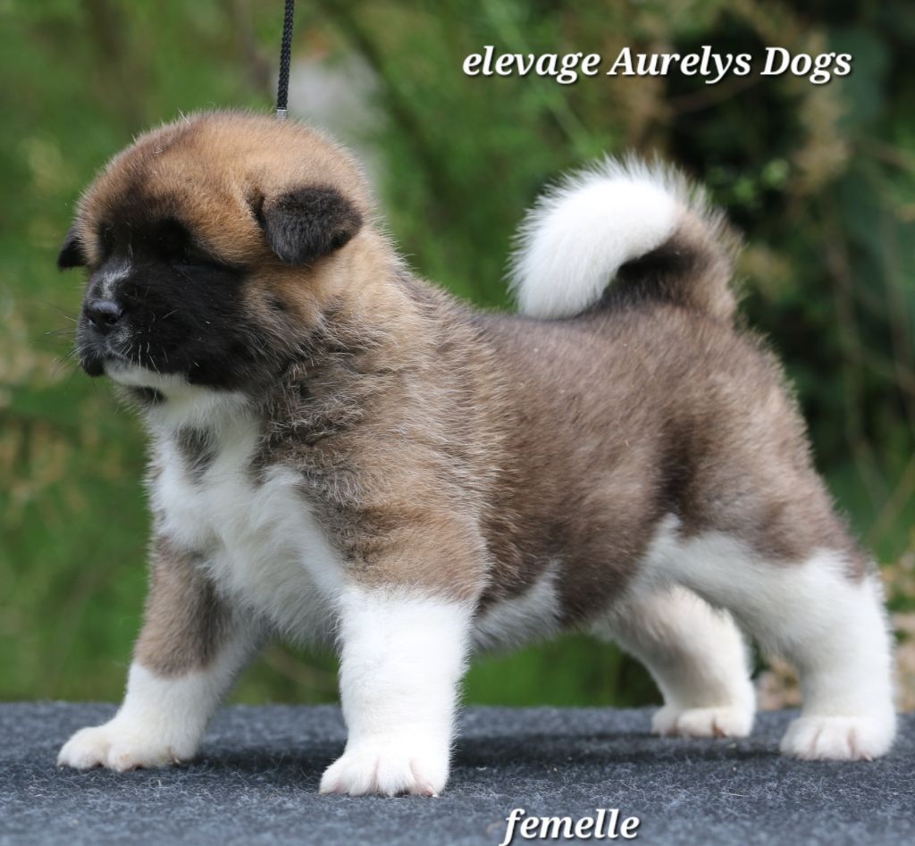 Aurely's Dogs - Chiots disponibles - Akita americain