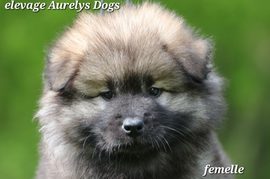 Chiot Eurasier Aurely's Dogs