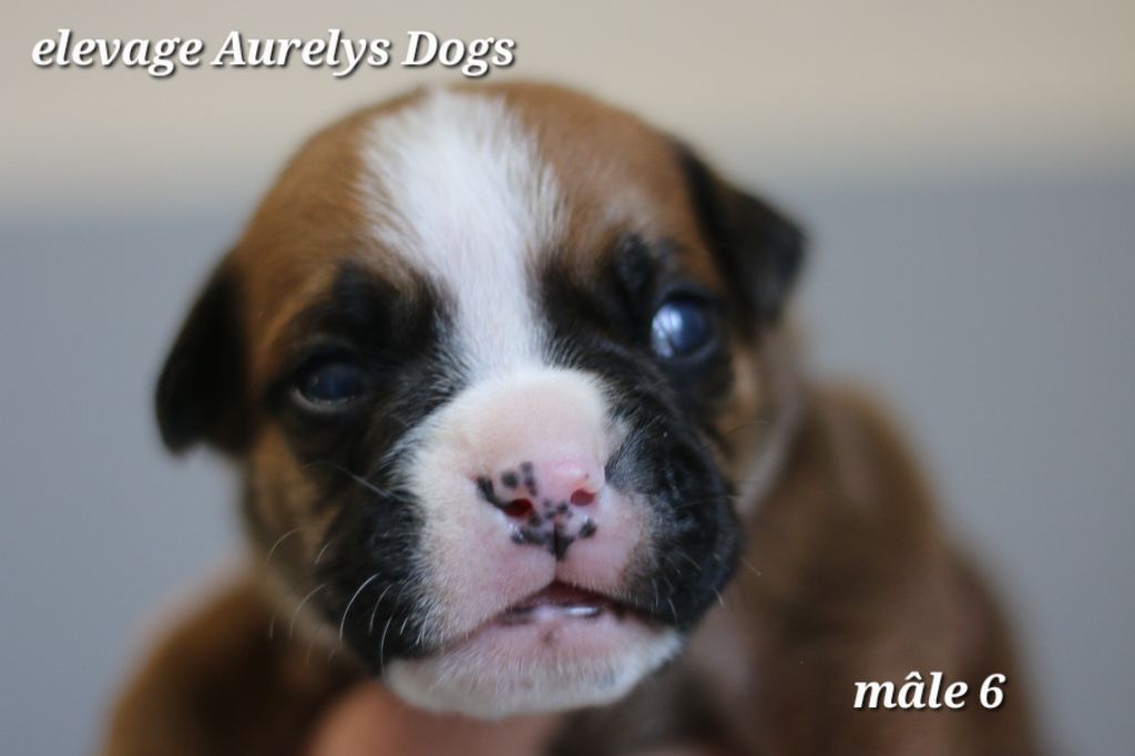 Aurely's Dogs - Chiots disponibles - Bulldog continental