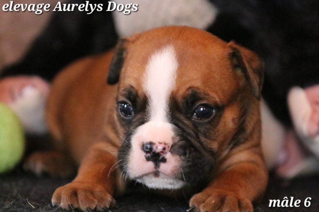 Aurely's Dogs - Chiots disponibles - Bulldog continental