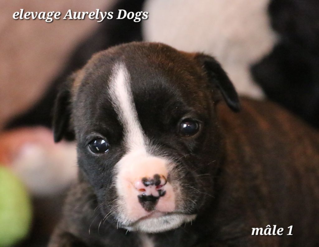 Aurely's Dogs - Chiots disponibles - Bulldog continental