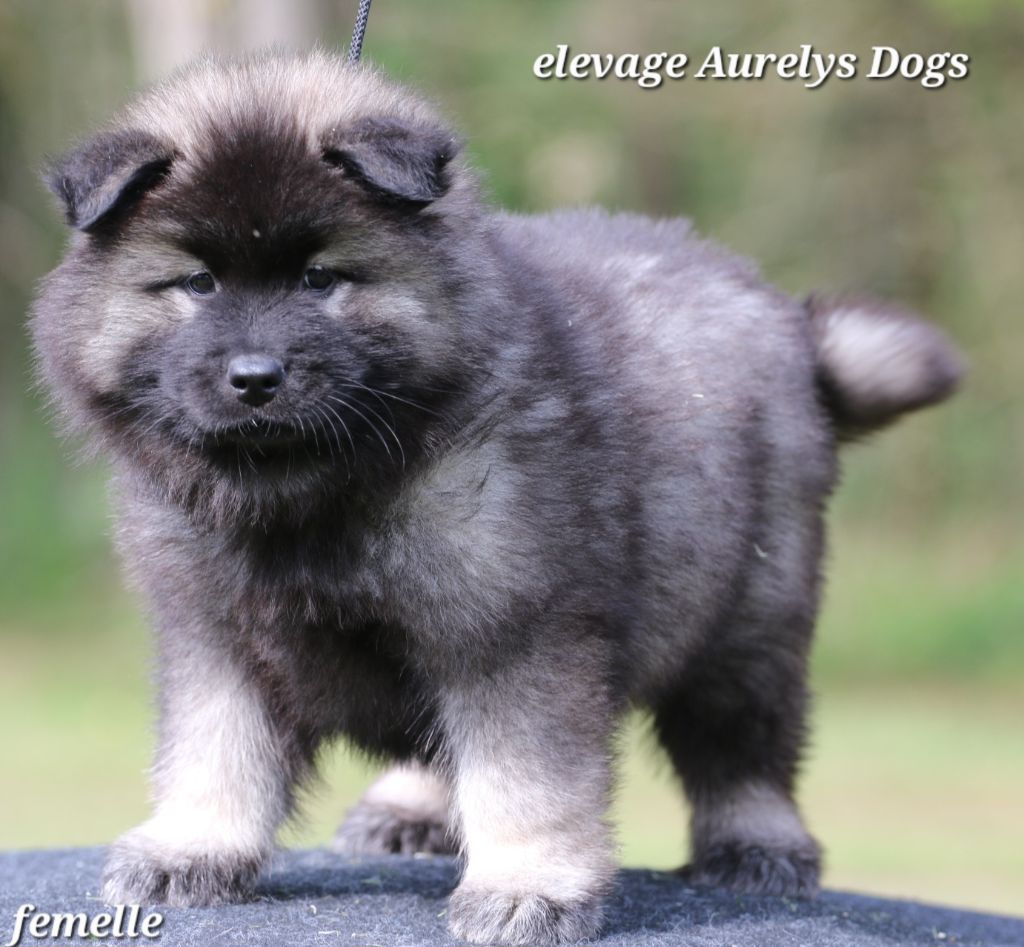 Aurely's Dogs - Chiots disponibles - Eurasier