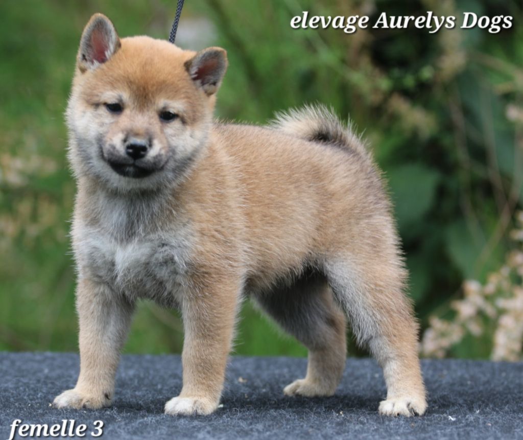 Aurely's Dogs - Chiots disponibles - Shiba