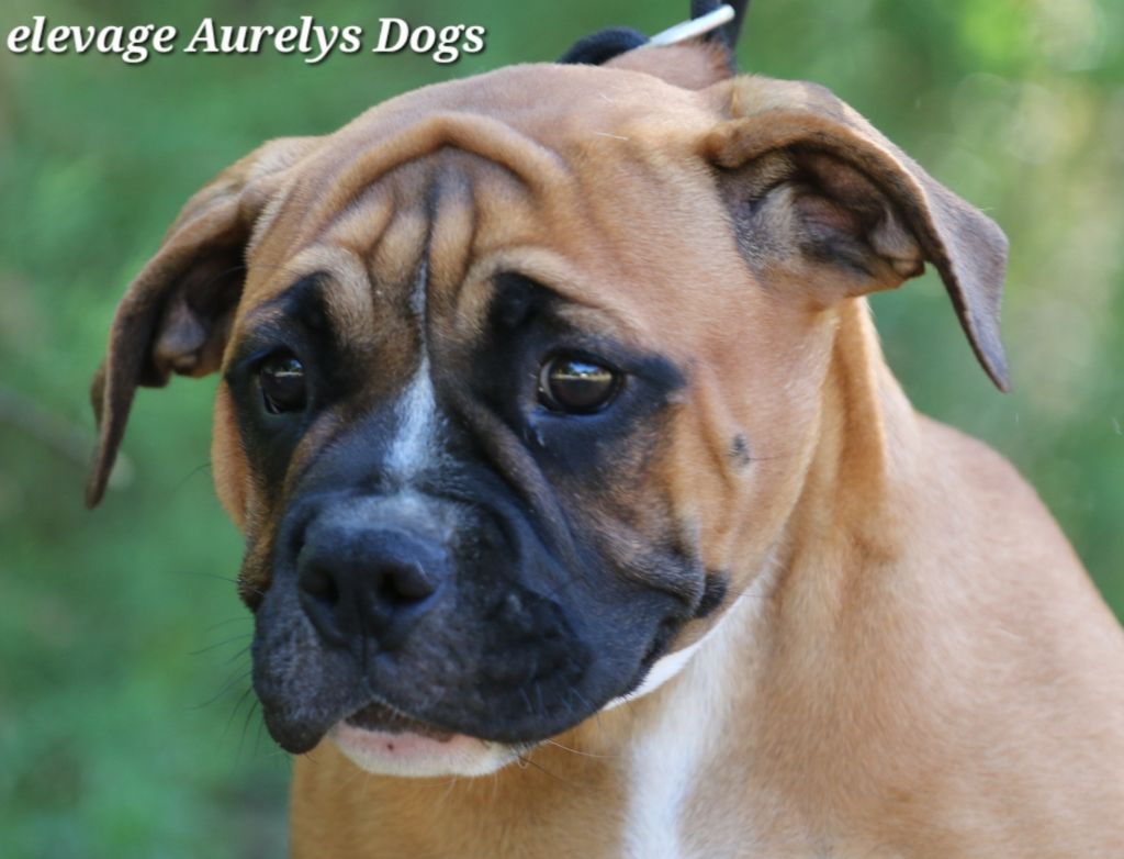 Aurely's Dogs - Chiots disponibles - Bulldog continental