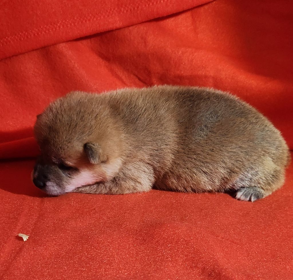 Aurely's Dogs - Chiots disponibles - Shiba