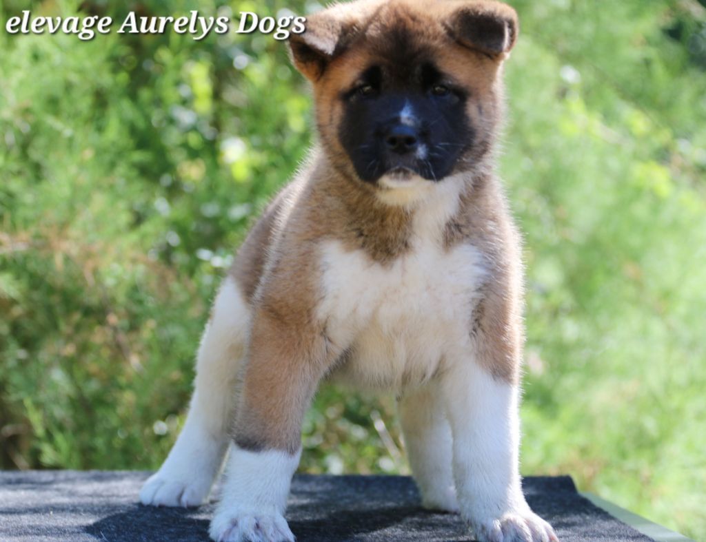 Aurely's Dogs - Chiots disponibles - Akita americain