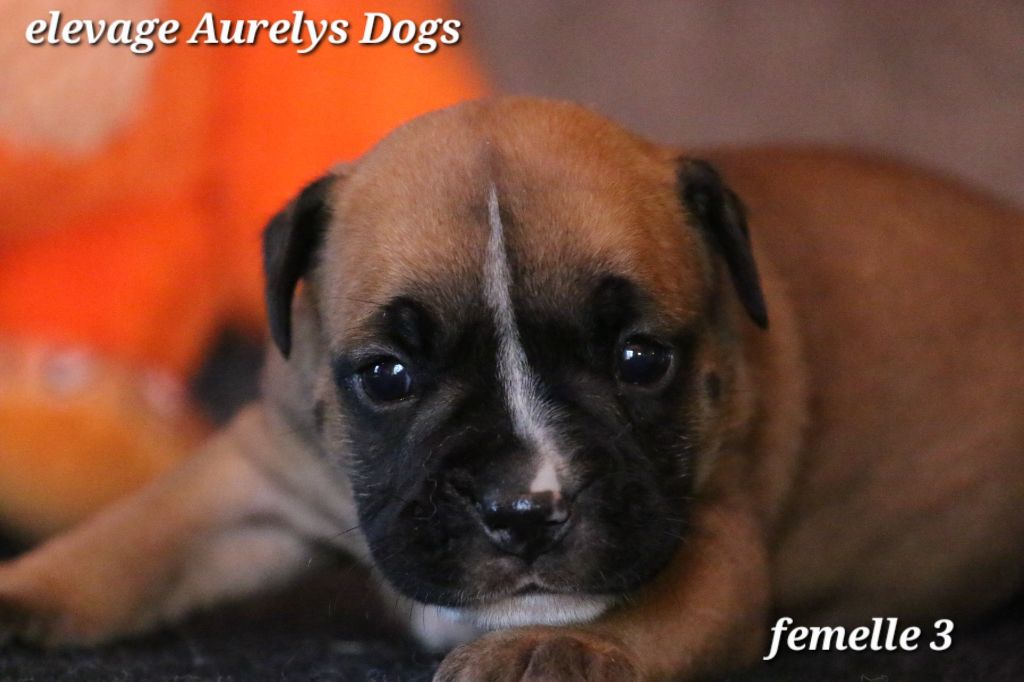 Aurely's Dogs - Chiots disponibles - Bulldog continental