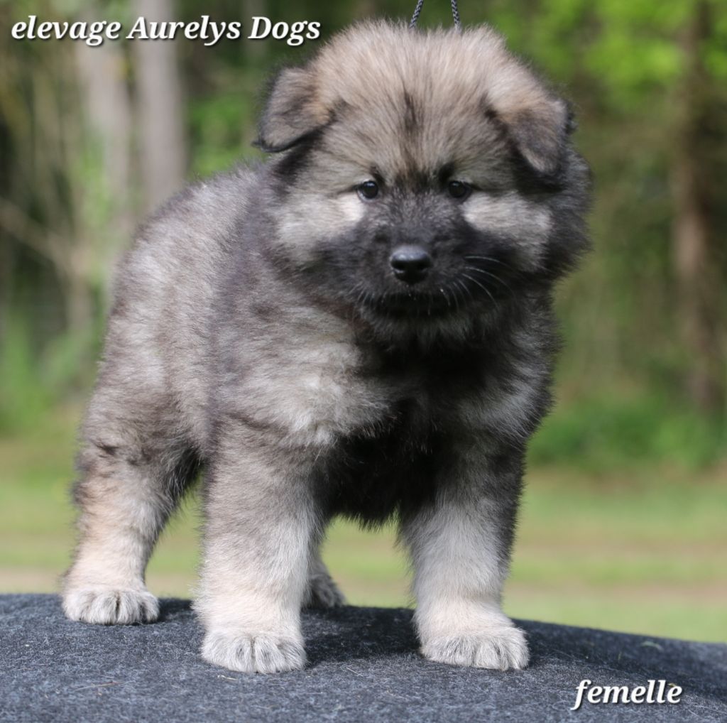 Aurely's Dogs - Chiots disponibles - Eurasier