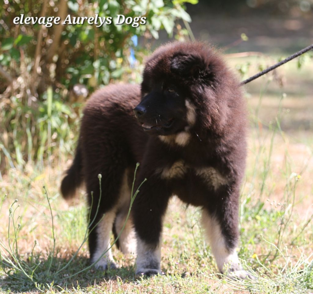 Aurely's Dogs - Chiots disponibles - Eurasier