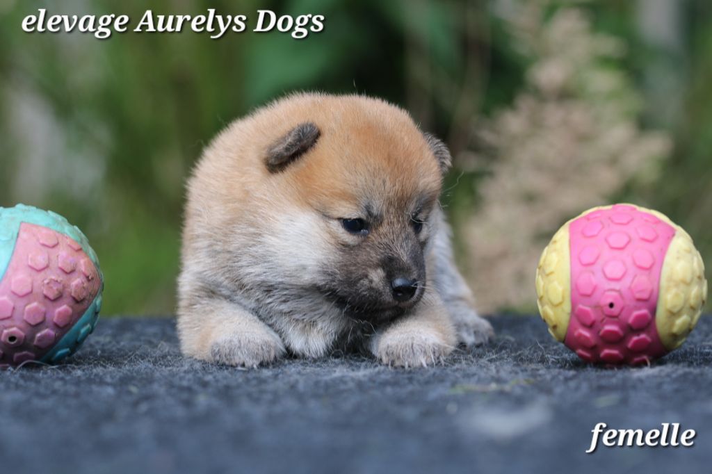 Aurely's Dogs - Chiots disponibles - Shiba