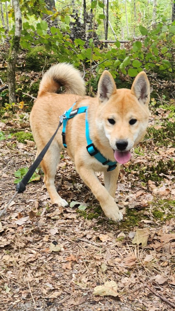 Aurely's Dogs - Chiots disponibles - Shiba