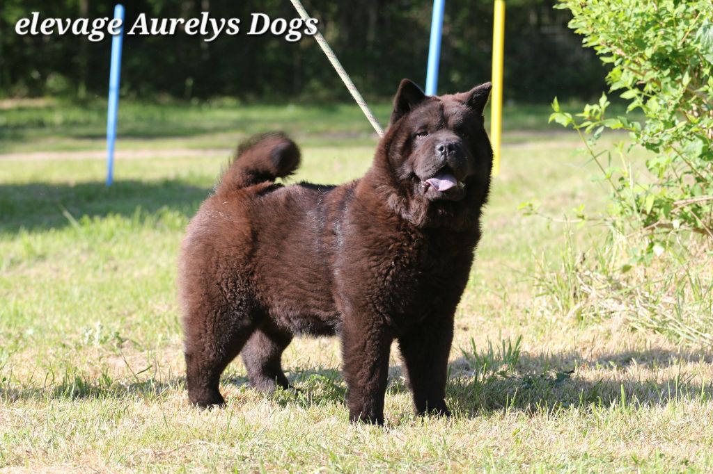 Aurely's Dogs - Chiots disponibles - Chow Chow