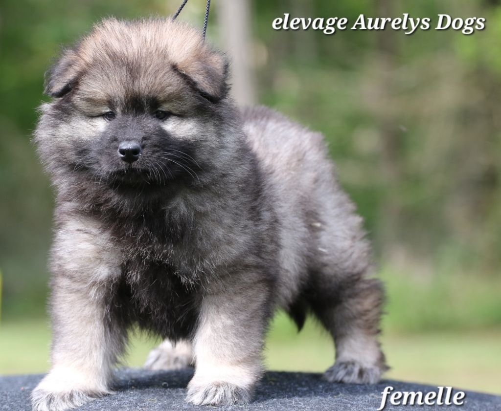 Aurely's Dogs - Chiots disponibles - Eurasier