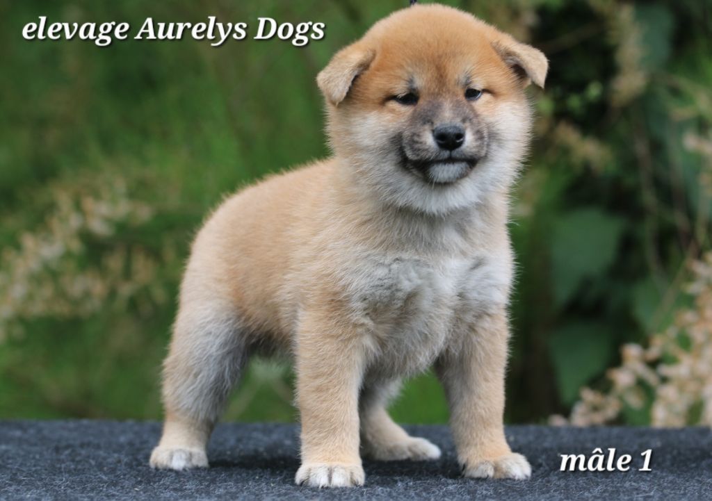 Aurely's Dogs - Chiots disponibles - Shiba