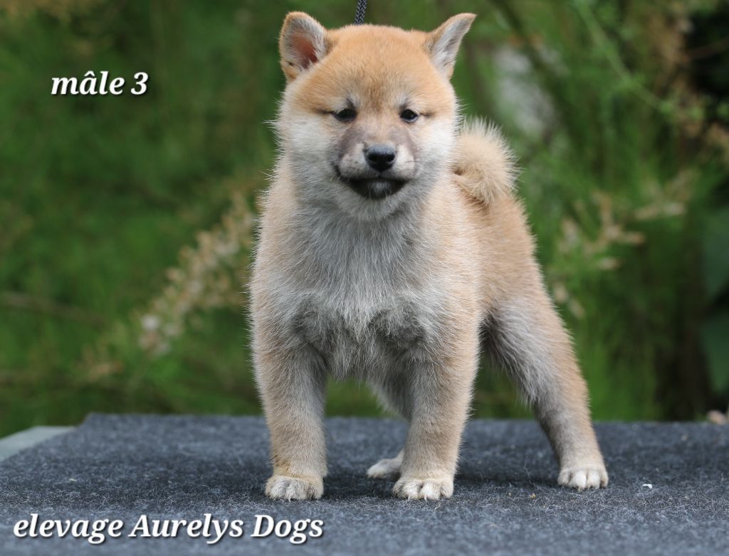 Aurely's Dogs - Chiots disponibles - Shiba