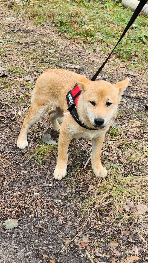 Aurely's Dogs - Chiots disponibles - Shiba
