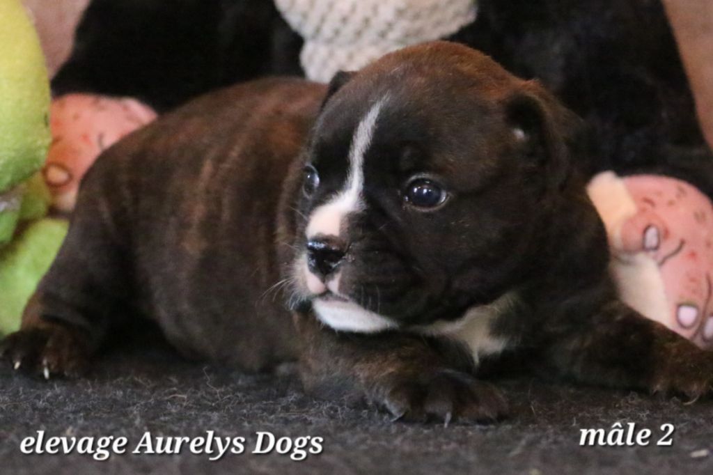 Aurely's Dogs - Chiots disponibles - Bulldog continental